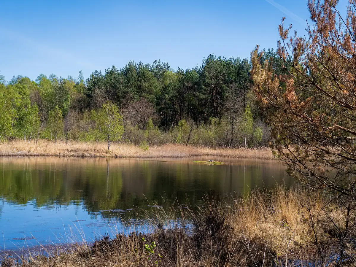 Teich im Naturschutzgebiet Elmpter Schwalmbruch in Niederkrüchten